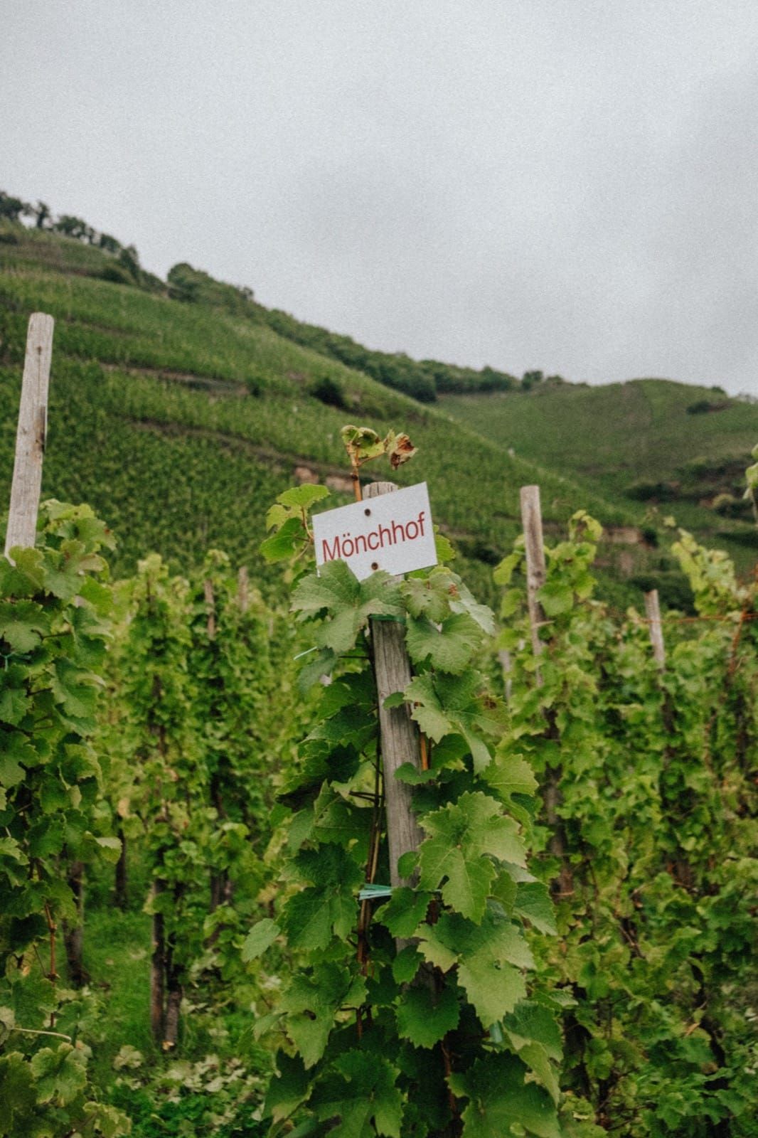 Das historische Weingut Mönchhof in Ürzig