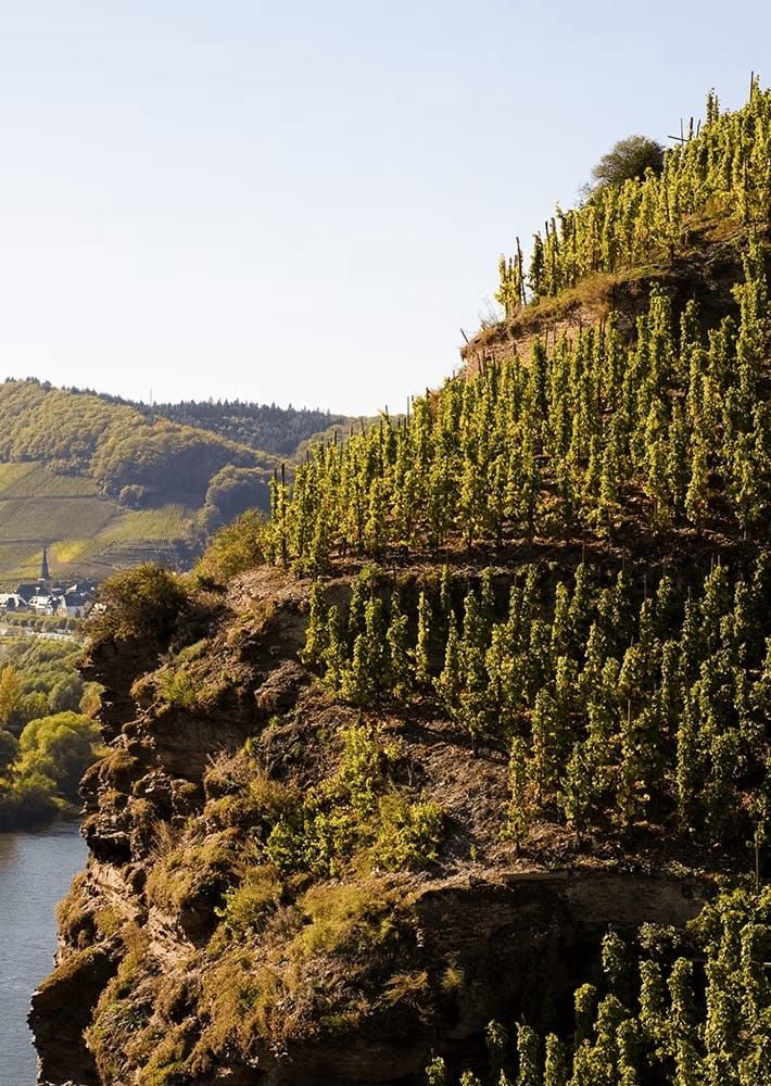 Erdener Treppchen - Historic steep vineyard