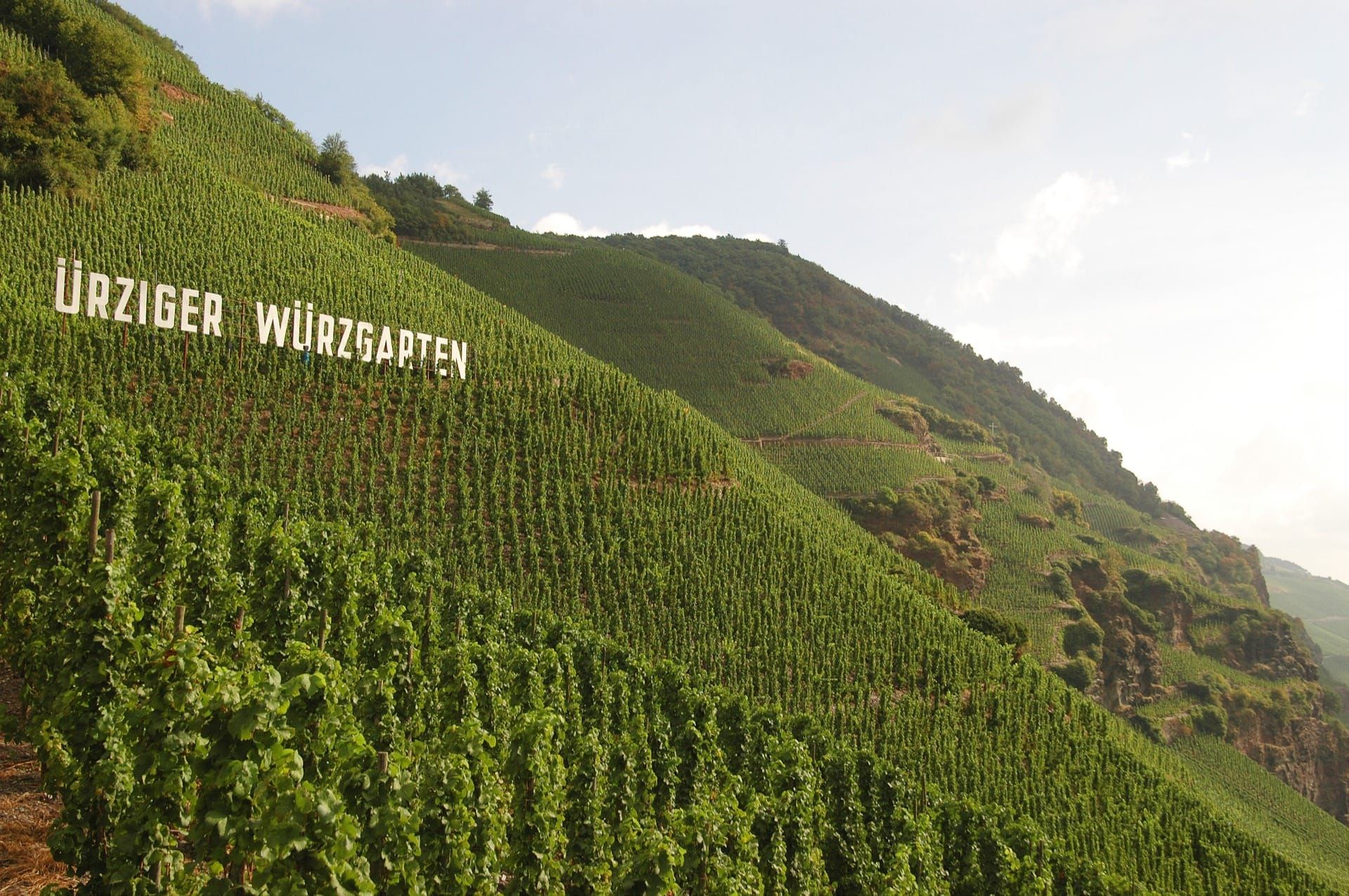 Ürziger Würzgarten - Steillage an der Mosel